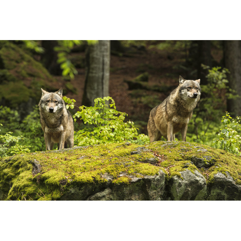 European Wolf, Europaeischer Wolf, Canis Lupus, Wolf by Murmakova - Wrapped Canvas Print, 30cm H x 46cm W x 3.8cm D