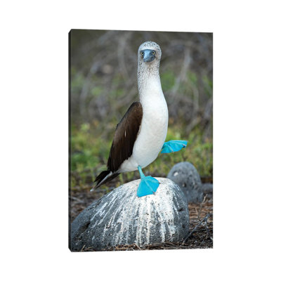 Blue-Footed Booby Performing Foot-Lifting Courtship Display, Seymour Island, Galapagos Islands, Ecuador by Tui De Roy - Wrapped Canvas Print