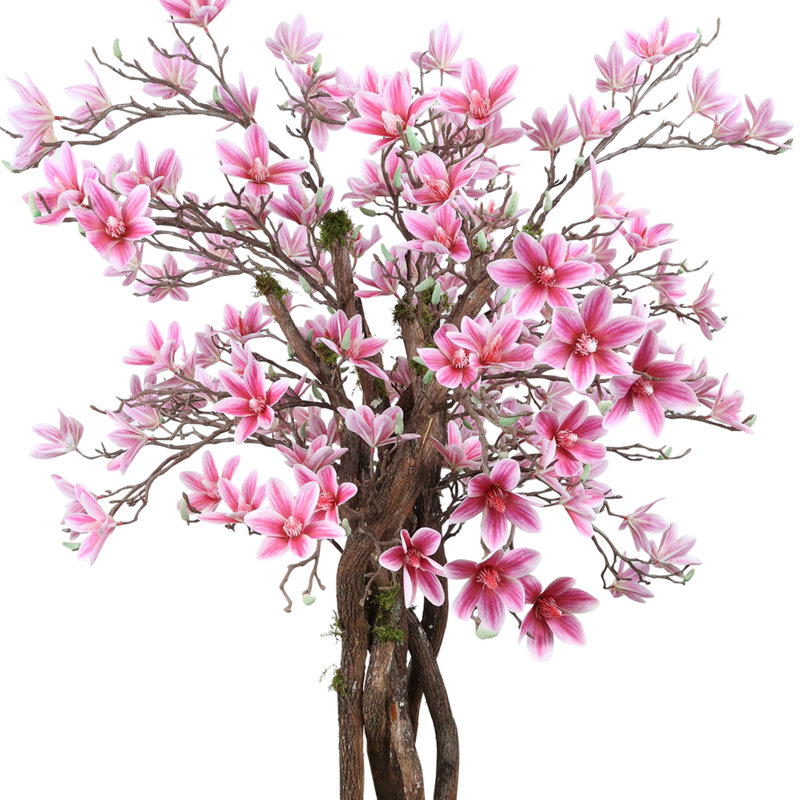 Magnolia Tree in Stone Pot