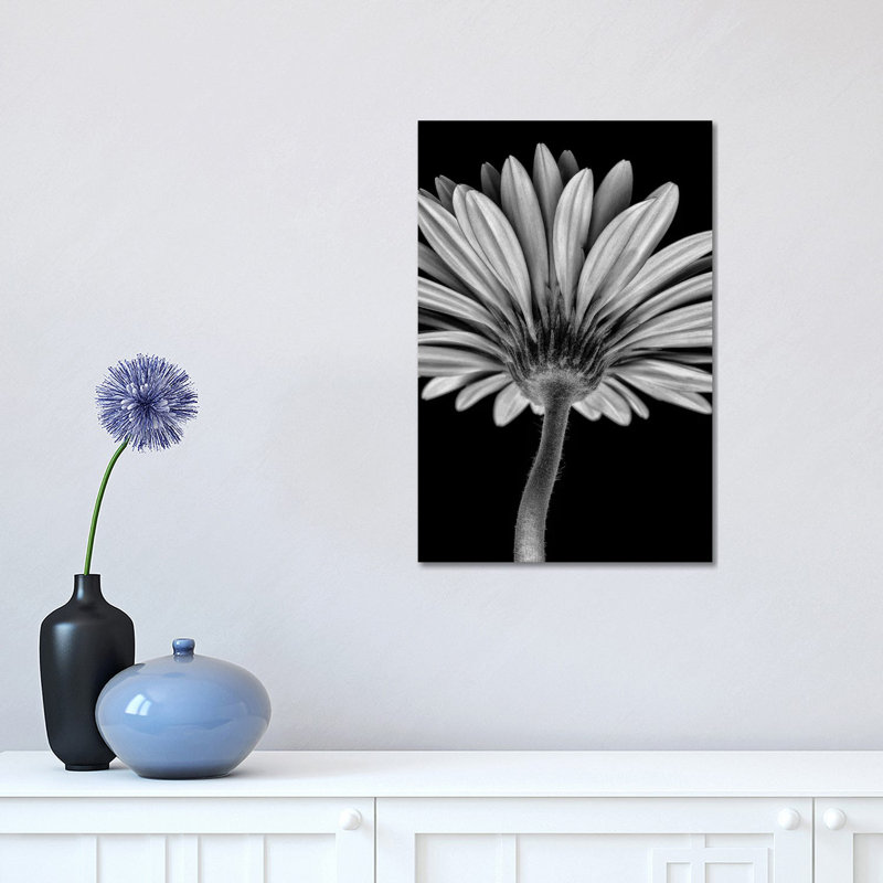 Bw Gerber Daisy - Wrapped Canvas Print, 45.72cm H x 30.48cm W x 1.905cm D