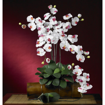 Orchid Arrangement