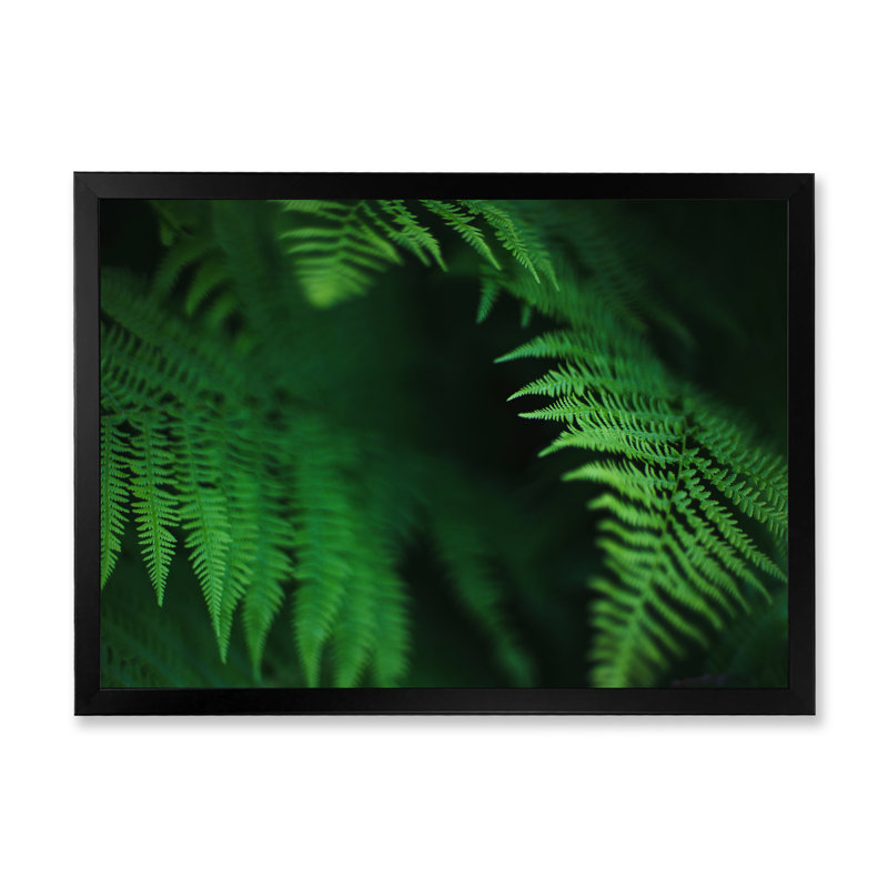 " Dark Green Fern On Black ", Black Closed Corner Frame Canvas, 30" H x 40" W