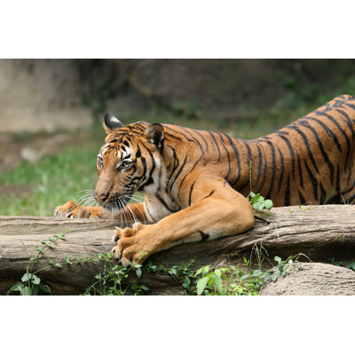 Tiger Claws by Thedman