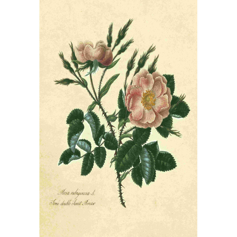 Sweet Briar Rose, H 48 po x l 32 po