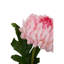 Fiori Chrysanthemum Arrangement