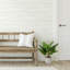 Plante de 4,7 po