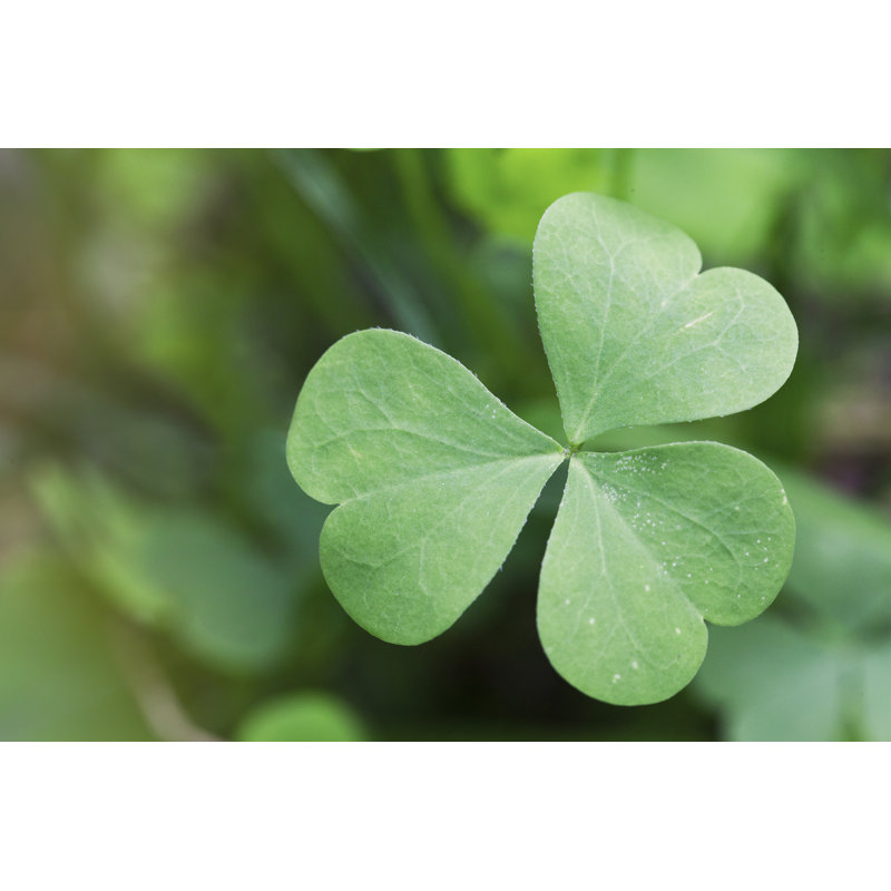 «Kyreem Shamrock On Canvas» par Saigeyves, photographie, H 8 po x l 12 po x P 1,25 po