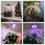 Metro Lane Grow Light