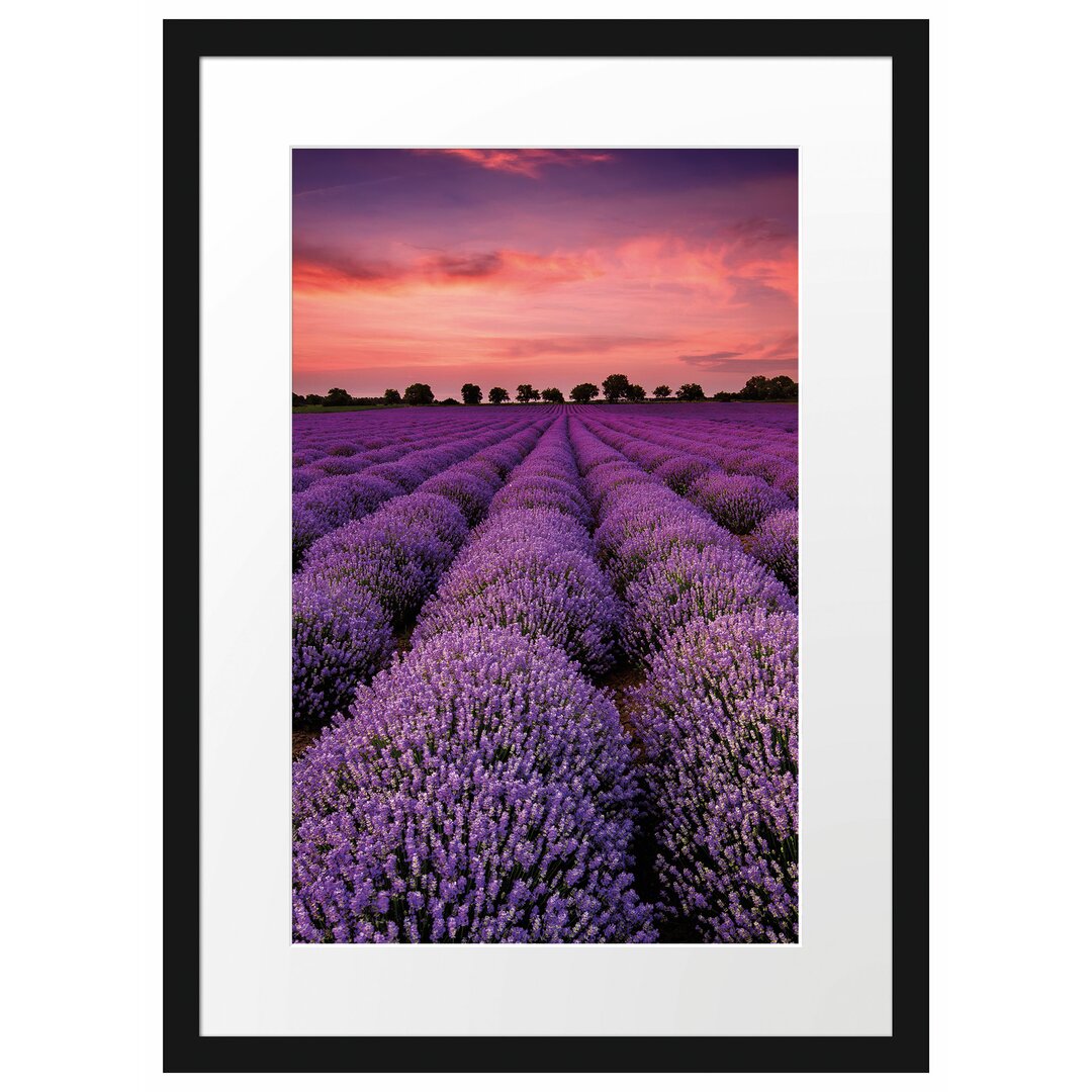 Gerahmtes Poster Wunderschöne Lavendel Provence