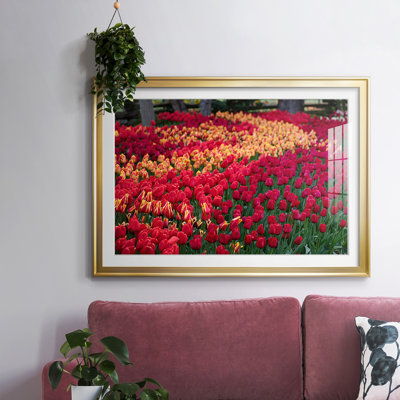 " Field Of Tulips II "