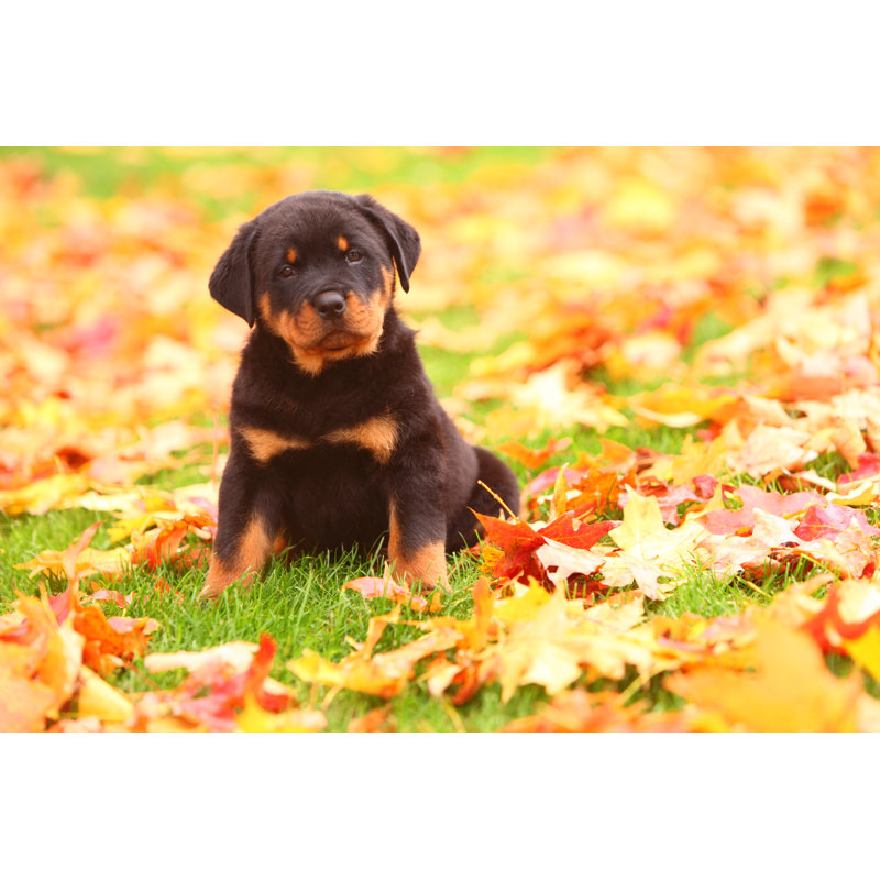 Rottweiler Puppy Sits In Autumn Leaves - Wrapped Canvas Print, 30cm H x 46cm W x 3.8cm D