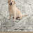 Amareon Oriental Machine Washable Ivory Area Rug-2055558509