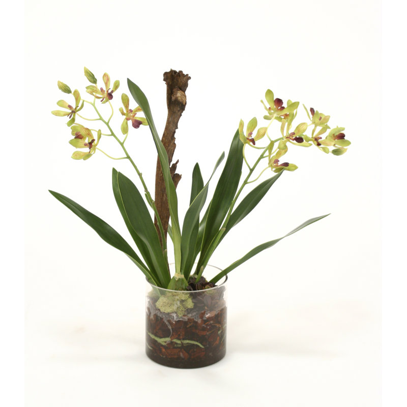 Orchid Arrangement in Vase