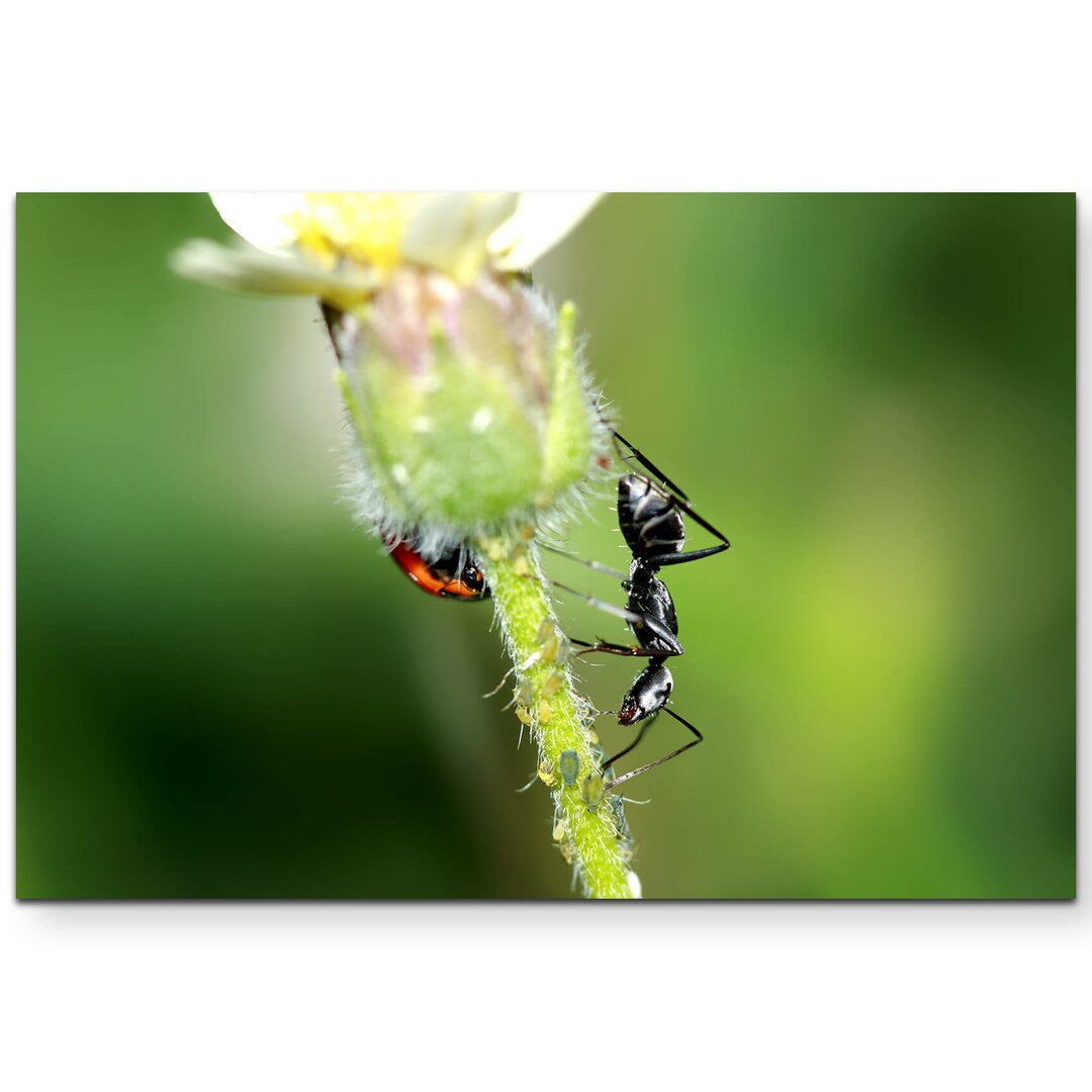 Leinwandbild Ameise und Käfer auf einer Blume