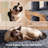 Dagenham Cat Tree Tower Condo Cat Furniture with Scratching Post for Kittens-109790701-109790698