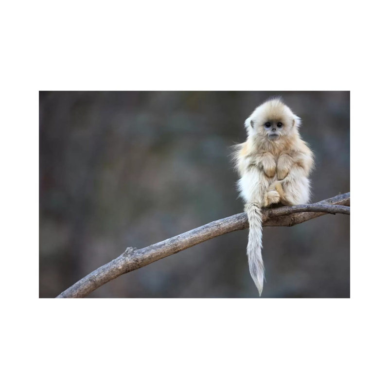 Golden Snub-Nosed Monkey Juvenile, Qinling Mountains, China by Cyril Ruoso - Wrapped Canvas Print