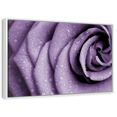 Dews On Violet Rose