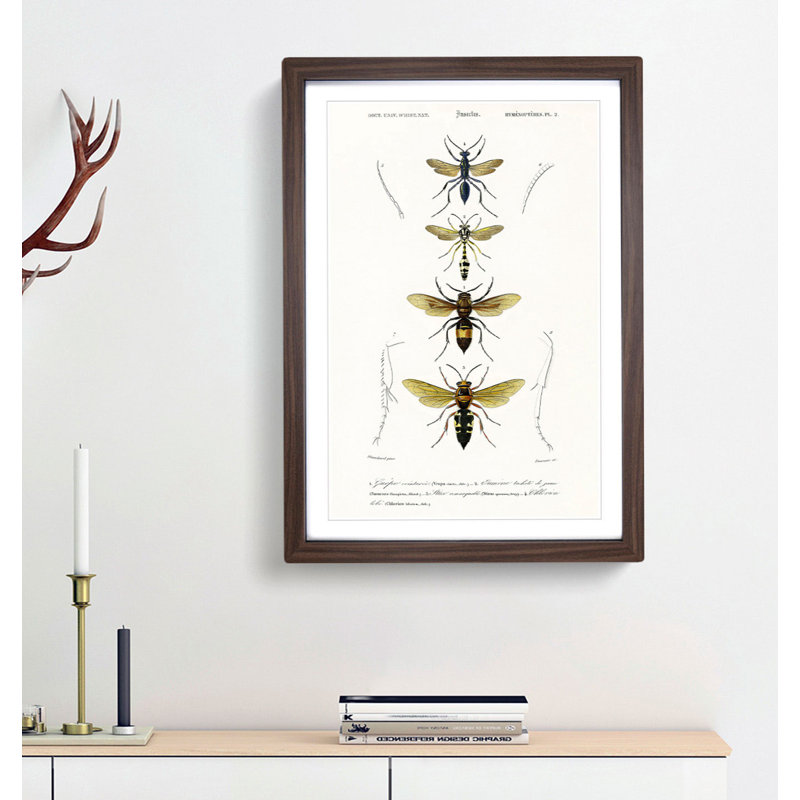 Wasp Illustrations PL. 2 by Charles DOrbigny - Framed Print, Walnut Framed, 65cm H x 48cm W x 2cm D