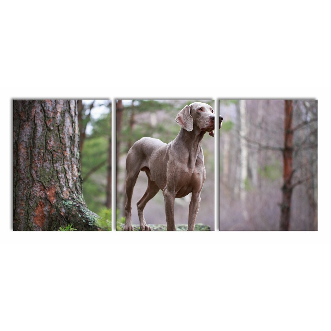 3-tlg. Leinwandbilder-Set Edler Weimaraner im Wald