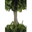 36" Double Boxwood Topiary in Pot