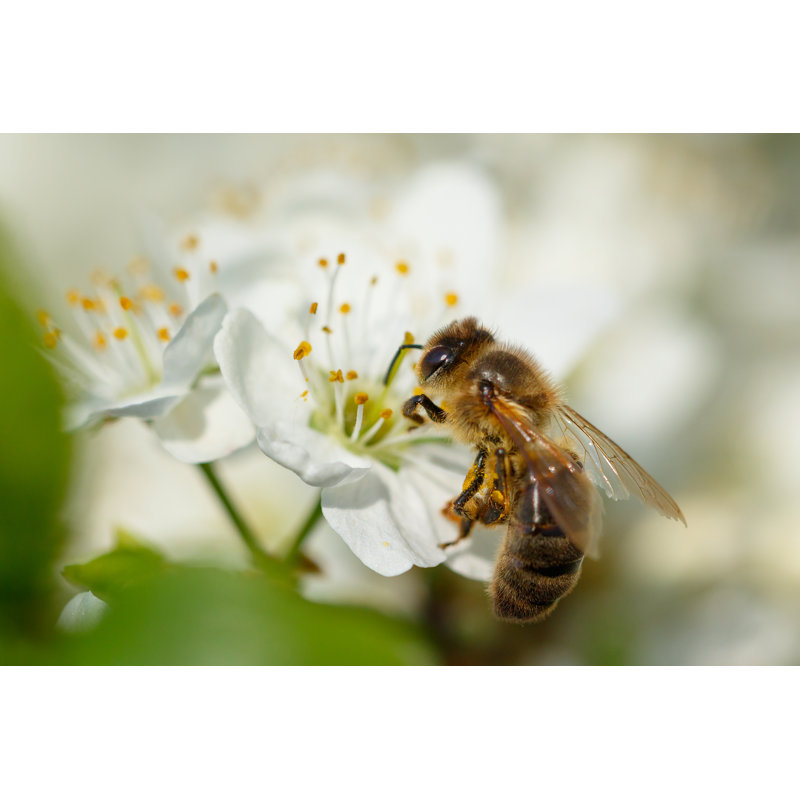 Bee On A Flower - Wrapped Canvas Print, 30cm H x 46cm W x 3.8cm D