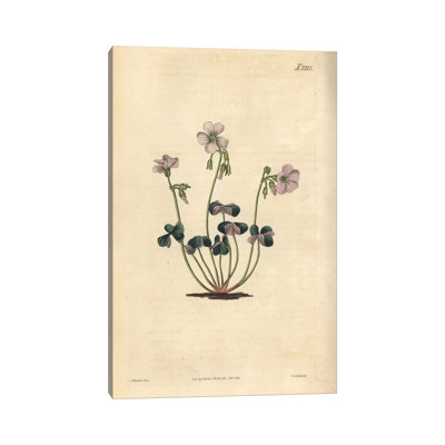Purple-Coloured Wood-Sorrel, Oxalis Violacea. by Florilegius - Gallery-Wrapped Canvas Giclée on Canvas