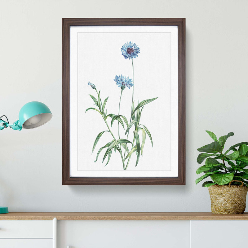 Cornflowers in Blue by Pierre-Joseph Redoute - Picture Frame Painting Print, 48cm H x 36cm W x 2cm D, Walnut Framed