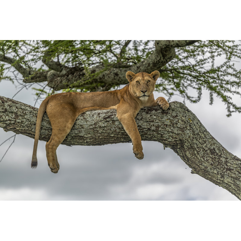 Lioness Resting by Jennifer Watson - Wrapped Canvas Print, 20cm H x 30cm W x 3.8cm D