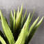 Fausse agave botanique au fini vert