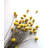 Preserved Billy Buttons Arrangement in Vase