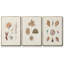Knorr Shells and Coral VI, reproduction sur toile 3 pièces-91886978-91886979