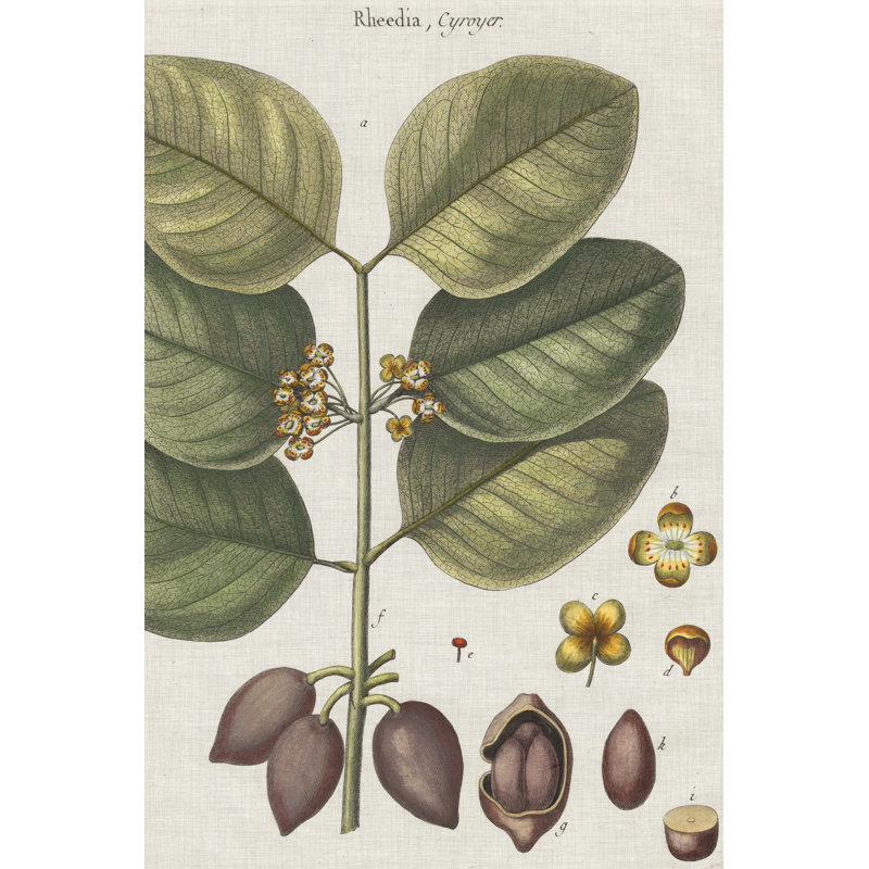 Exotic Botanique II - Graphic Art, 122 cm H x 81 cm W, Wrapped Canvas