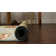 Ownby Floral Indoor Rug