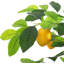 Citronnier artificiel 5 pi avec fruits et lumières réalistes, plante d'intérieur artificielle pour le bureau personnel
