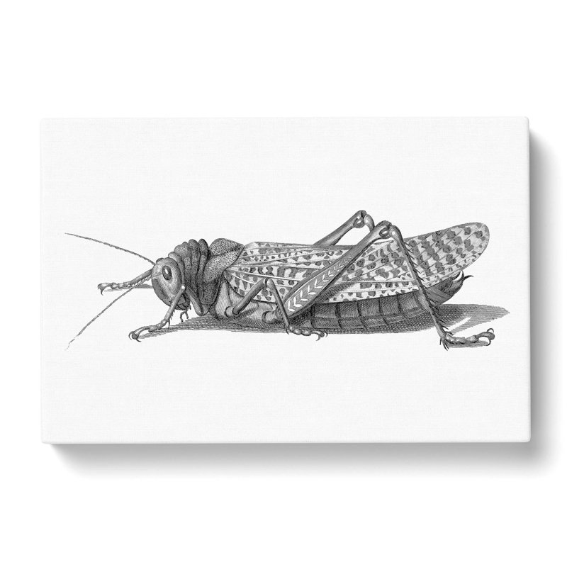 Cricket In Black And White by George Shaw - Wrapped Canvas Painting, 50cm H x 76cm W x 3cm D