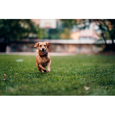 Brown Dog Running On The Grass by Kerkez - Wrapped Canvas Print
