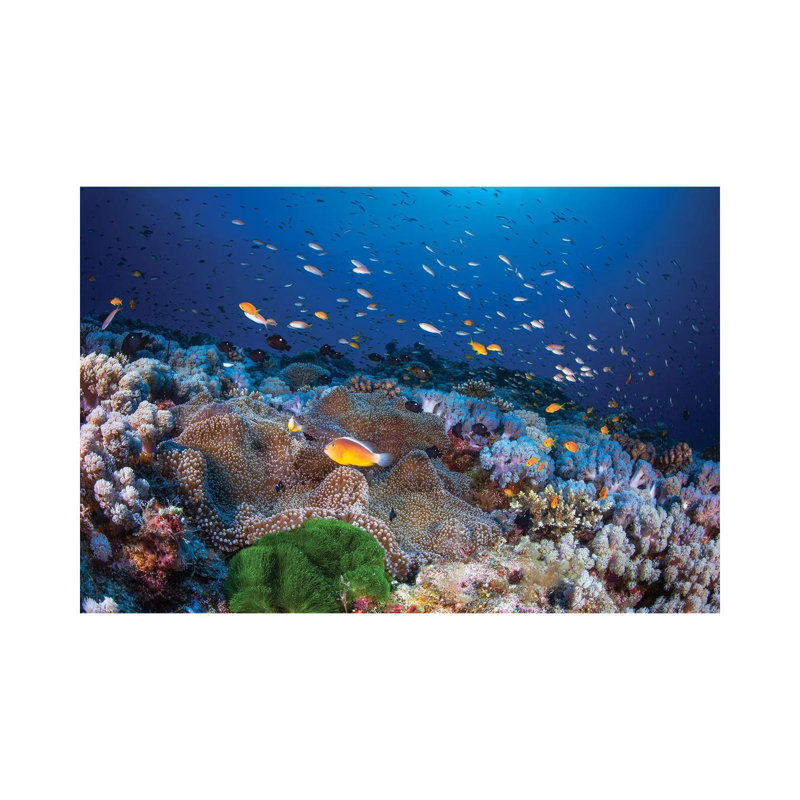 Anemon AndAnthias by Barathieu Gabriel - Wrapped Canvas Print, 101.6 cm H x 66.04 cm W x 1.91 cm D