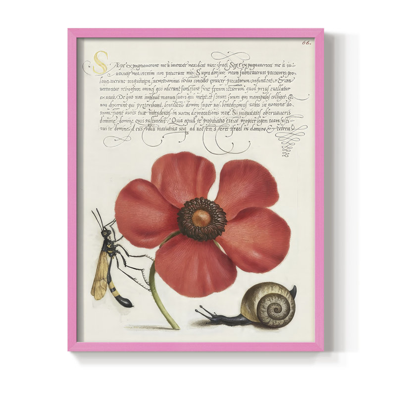 Reproduction encadrée Hoefnagel Tropical, H 15 po x l 12 po, Rose