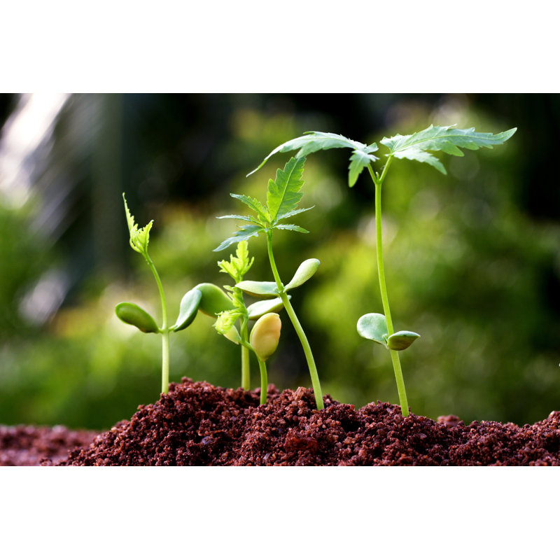 Plants Growing From Soil-Plant Progress - Wrapped Canvas Print, 81cm H x 122cm W x 3.8cm D