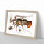 European Lobster by Albert I - Picture Frame Painting Print on MDF-55535784-55535787