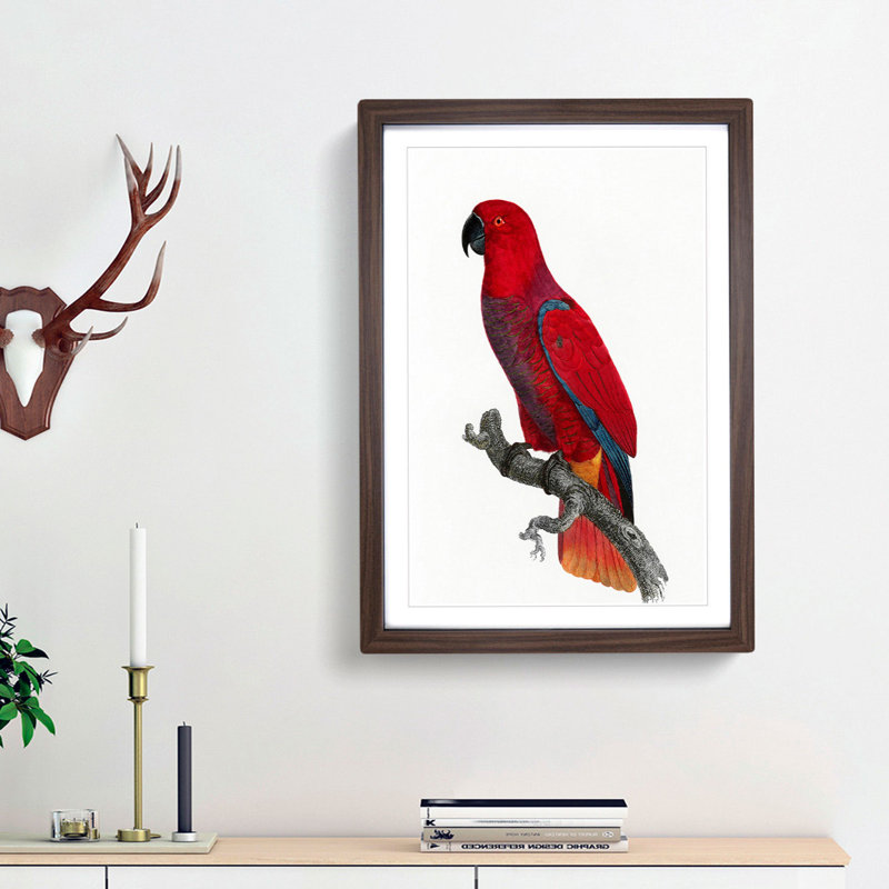An Eclectus Parrot by F. Levaillant - Single Picture Frame Painting, 45cm H x 33cm W x 2cm D, Walnut Framed