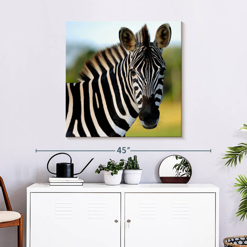 Brampt Staring Zebra, 30" H x 30" W