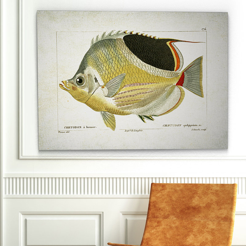 « fish sketch i », impression, H 24 po x l 36 po x P 1,5 po, Pas de tapis, Toile tendue
