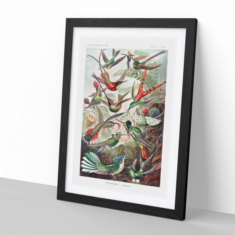 Study of Kingfisher Birds by Ernst Haeckel - Picture Frame Painting, Black Framed, 48cm H x 36cm W x 2cm D