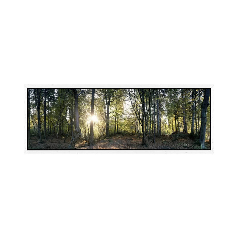 Trees In A ForestBlack Forest, Freiburg Im Breisgau, Baden-Wurttemberg, Germany by Panoramic Images - Panoramic Gallery-Wrapped Canvas Giclée on Canvas
