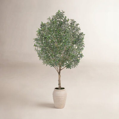 Olive Tree in Pot