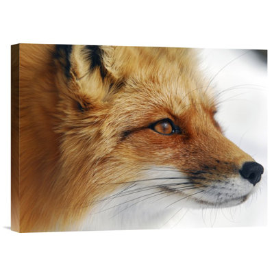 " Red Fox " by Alain Turgeon