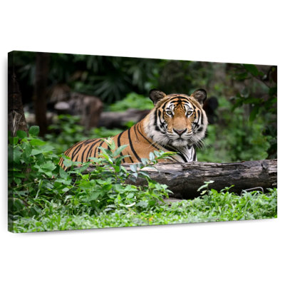 Brampt Indian Bengal Tiger
