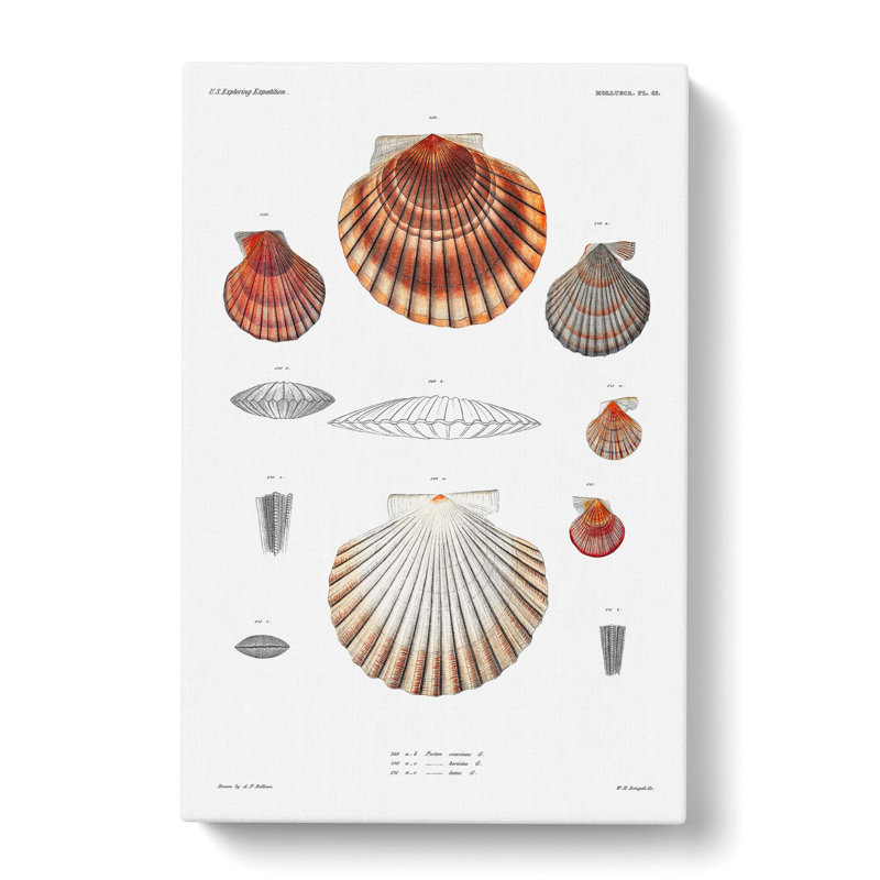 Clam Shells by A.A. Gould - Wrapped Canvas Graphic Art Print, 60cm H x 40cm W x 3cm D