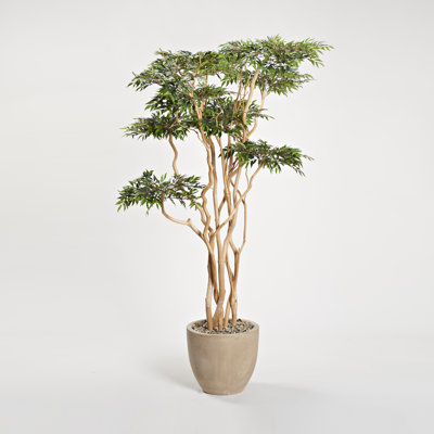 7' Sandblasted Ruscus in Grove Planter